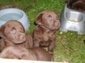 Chocolate Pups_1029.jpg